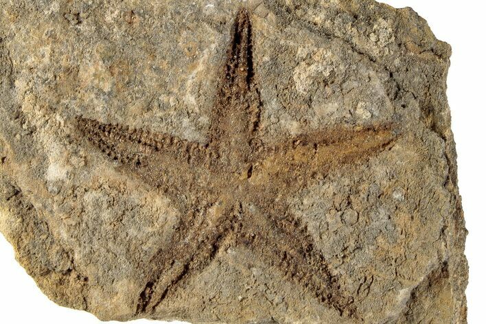 2.2" Ordovician Starfish (Petraster?) Fossil - Morocco